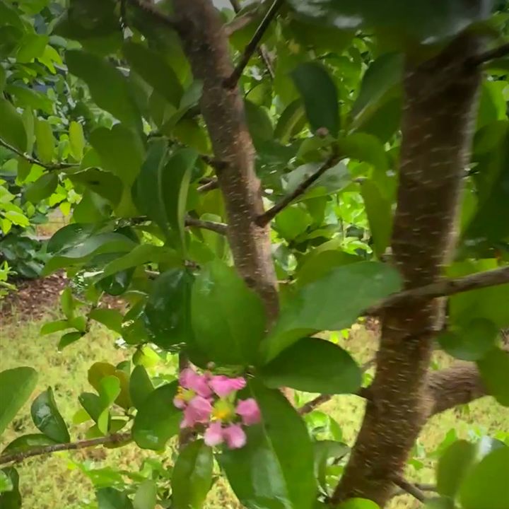 Barbados cherry tree with pink blossoms